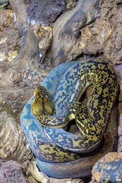 Reticulated Python, one of the worlds longest snake species, native to Southeast Asia
