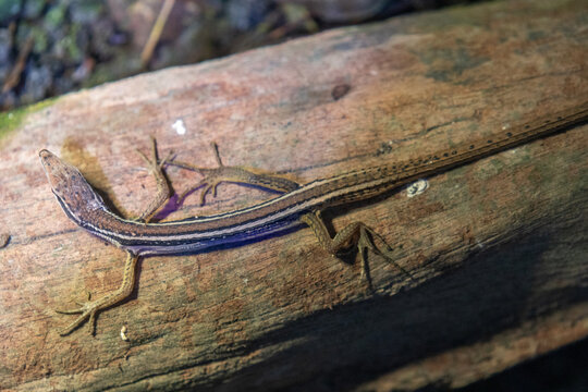 Long-tailed Grass Lizard, a slender reptile known for its exceptionally long tail
