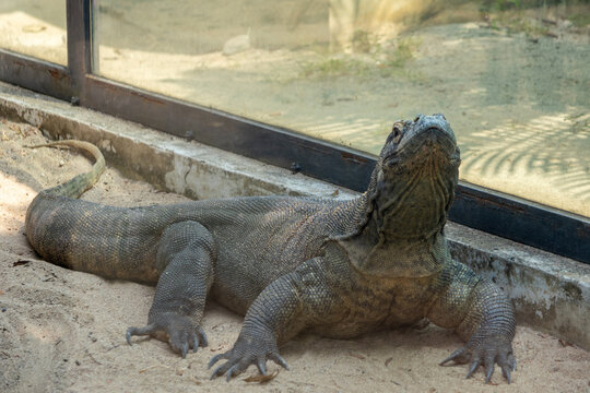 Komodo dragon, the worlds largest living lizard and an iconic species native to Indonesia