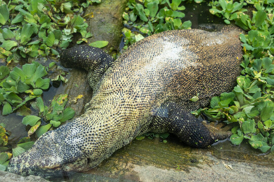 Komodo dragon, the worlds largest living lizard and an iconic species native to Indonesia