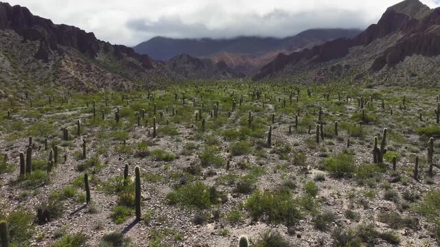 Cactus valley beneath dramatic mountains near Purmamarca