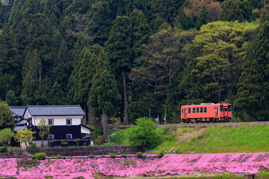 牛ケ原の芝桜と並走する越美北線のオレンジ色の単行気動車