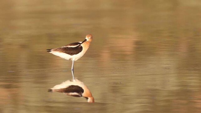 Male American avocet (Recurvirostra americana) preening and casting a symmetrical reflection in warm golden water, Shugru Reservoir, Lassen County, California.