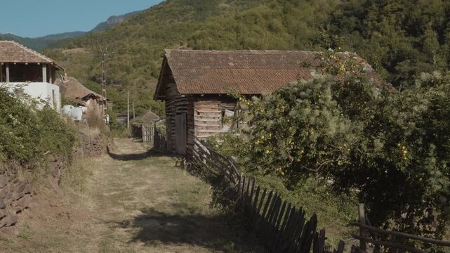 Fruit tree branches with yellow fruits swaying in the wind next to a traditional wooden barn and dirt road in Topli Do village, Stara Planina, Serbia. Rustic countryside scene.
