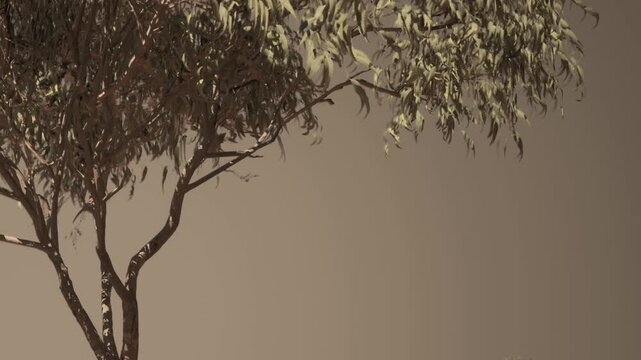 Tree with many branches and leaves is shown in a plain setting. The background has a warm tone. Light highlights the tree shape. This scene displays natures simple features.