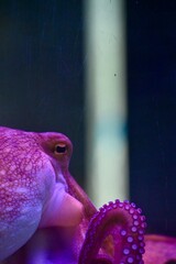 Macro photograph of an octopus highlighting its detailed tentacles, suction cups, textured skin, and yellow eye. Shot under striking purple, magenta, and red ambient underwater lighting. High-contrast © Drachenfutter