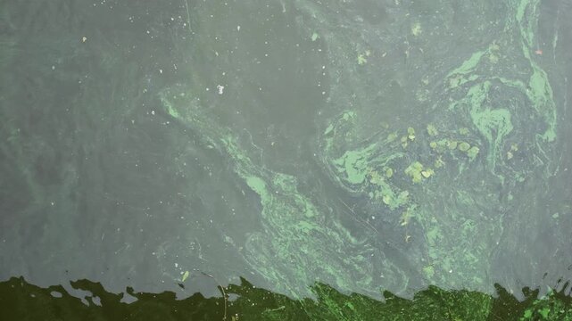 Top view of dark river water surface with slow current filled with blooming green algae and cyanobacteria. Abstract natural liquid textures moving slowly in a polluted freshwater environment, suitable
