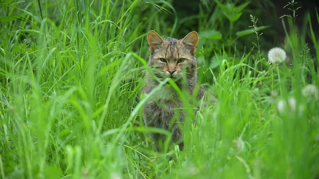 Europ&auml;ische Wildkatze (Felis silvestris), sitzt im hohem Gras und beobachtet aufmerksam die Umgebung