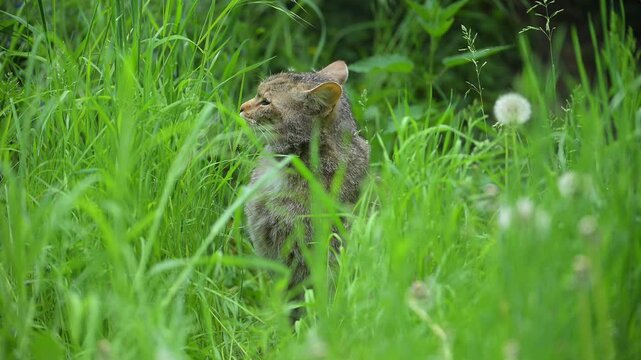 Europ&auml;ische Wildkatze (Felis silvestris), sitzt im hohem Gras und beobachtet aufmerksam die Umgebung