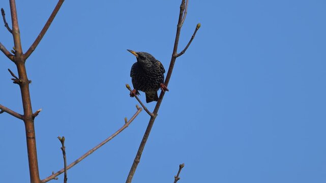 Star (Sturnus vulgaris), sitzt auf einem Ast und beobachtet seine Umgebung