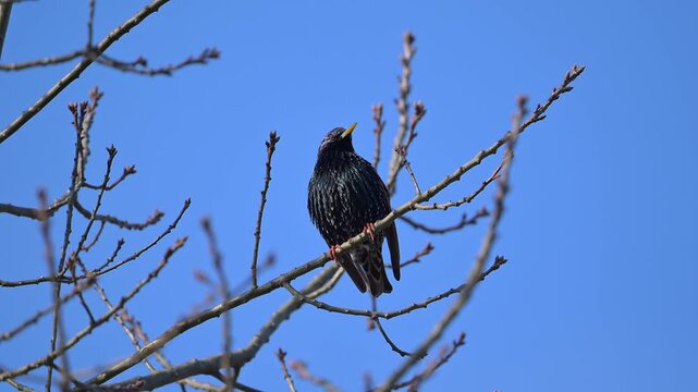 Star (Sturnus vulgaris), sitzt auf einem Ast und beobachtet seine Umgebung