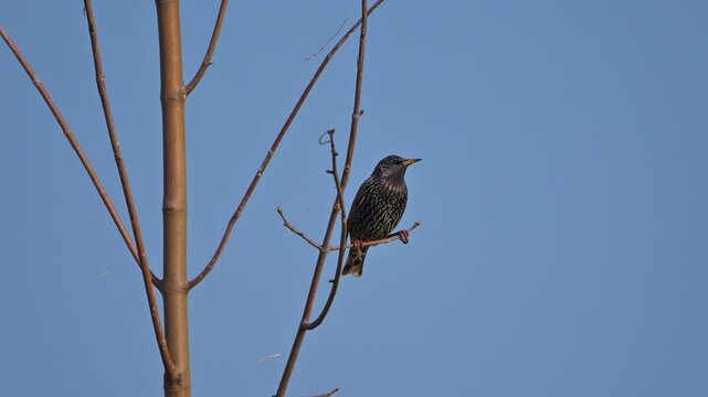 Star (Sturnus vulgaris), sitzt auf einem Ast und beobachtet seine Umgebung