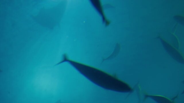 Explore the vibrant movement of fish gliding gracefully through crystal-clear waters at the Lisbon aquarium. A mesmerizing underwater ballet unfolds before your eyes.