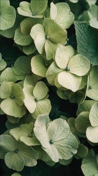 Close-up of pale green and cream hydrangea blossoms