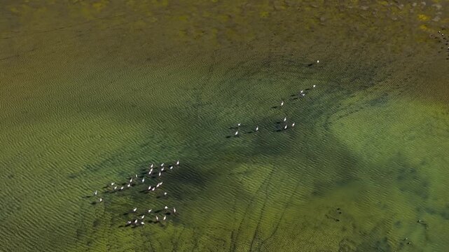 Aerial flamingo flock in Atacama Salt lagoon, chile