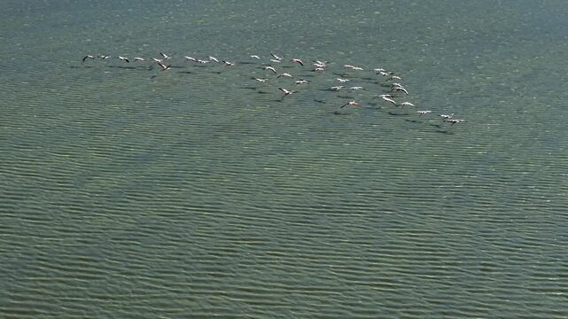 Flamingo flock over salt lagoon in Atacama highlands