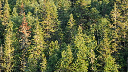Dense green pine forest background with lush coniferous trees. © Labrador