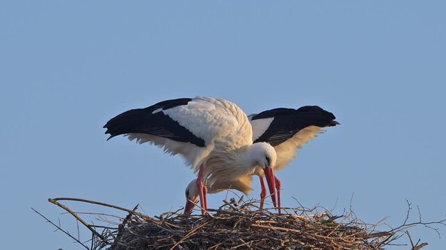 Weisstorch (Ciconia ciconia), zwei Weisst&ouml;rche auf einem Nest