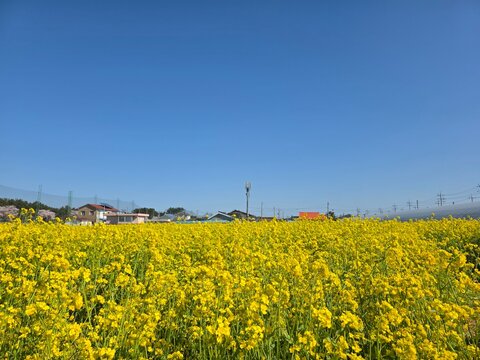 rape seed field