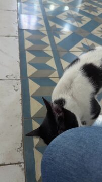  Close-up of an affectionate black-and-white kitten rubbing its face against a person's leg