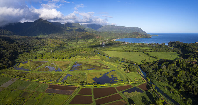 Aerial view of the lush taro farms in Hanalei Valley with vibrant green fields, irrigation ponds, and the scenic Hanalei Bay coastline in Kauai, Hawaii, United States.