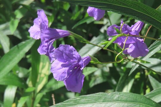 Beautiful purple Petunia flowers in Florida nature, closeup