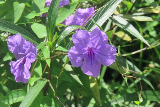 Petunia  flowers in Florida nature, closeup