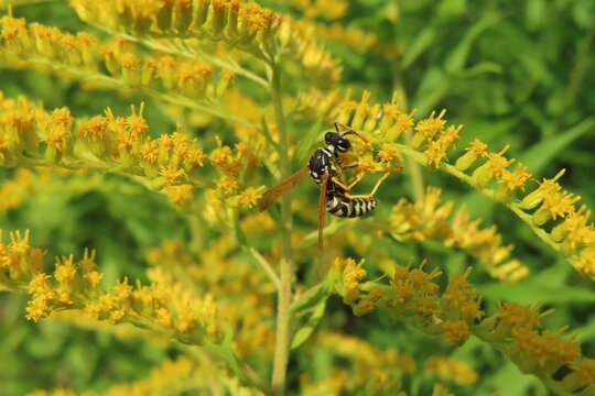 Wasp on yellow solidago flowers in the meadow