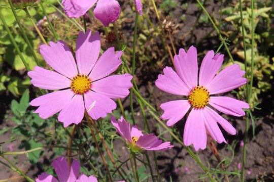 Pink Cosmos flowers in the garden, closeup