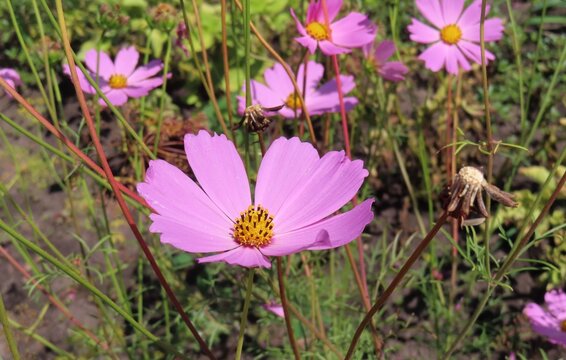 Pink Cosmos flowers in the garden, closeup