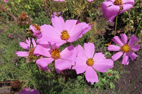 Pink Cosmos flowers in the garden, closeup