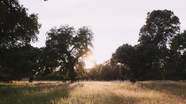 Serene cork oak forest in golden sunlight