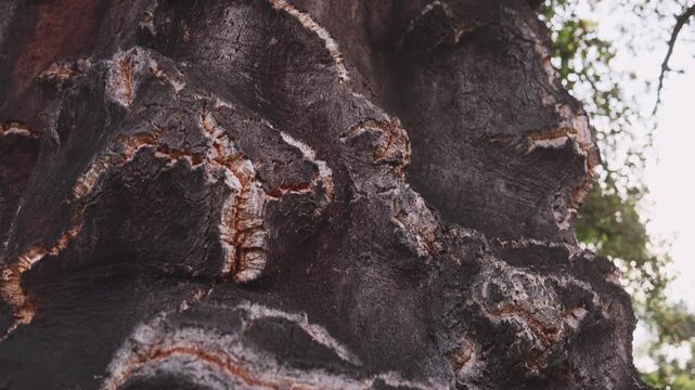 Close-up of textured cork oak bark in natural light