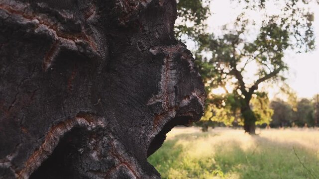 Cork oak tree bathed in golden sunlight