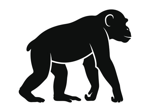Black silhouette of a chimpanzee walking on all fours. EPS Editable. Vector Illustrations.