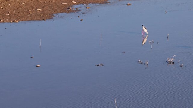 Water birds feeding in a tranquil wetland setting