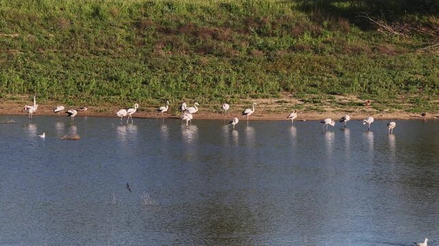 Flock of flamingos in a tranquil wetland environment