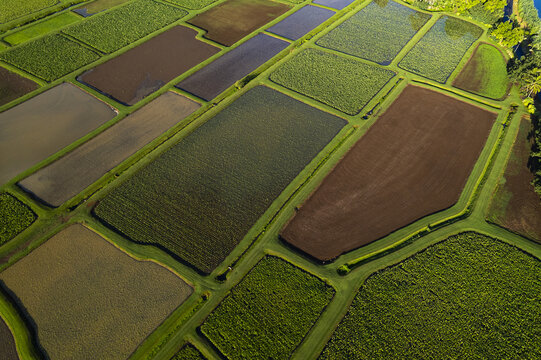 Aerial view of the geometric taro farm patches in Hanalei Valley with lush green and brown flooded fields in Kauai, Hawaii, United States.
