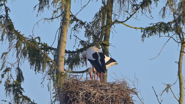 Weisstorch (Ciconia ciconia), zwei Weisst&ouml;rche auf einem Nest