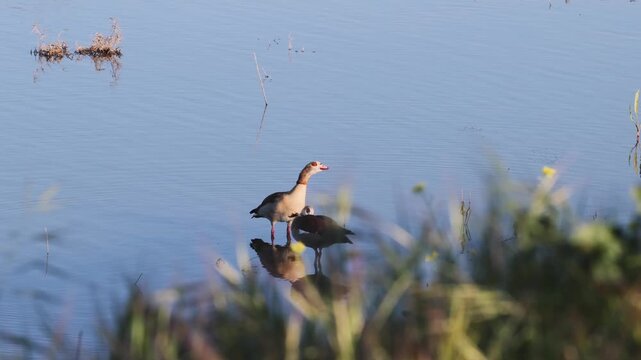 Wild ducks on a tranquil wetland by the reflective water