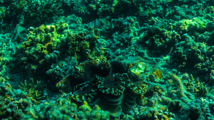 A close-up underwater photograph of a dense and intricate bed of branching hard corals growing on the ocean seabed under clear shallow water. © Rama