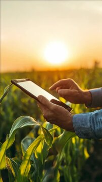 Person using a tablet in a corn field during sunset for agritech