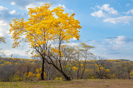 Florecimiento de los Guayacanes en Mangahurco