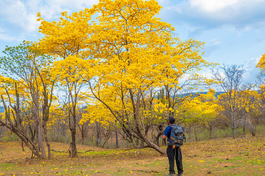 Florecimiento de los Guayacanes en Mangahurco