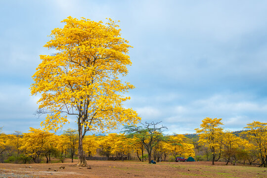 Florecimiento de los Guayacanes en Mangahurco