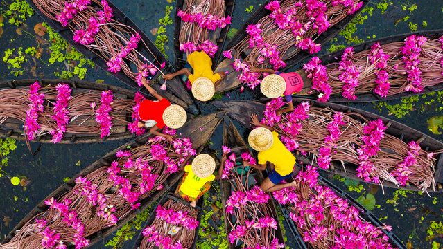 Barisal District, Bangladesh - 12 September 2022: Aerial view of farmers in wooden boats harvesting vibrant pink water lilies in the wetlands of Satla Beel, surrounded by lush green vegetation.