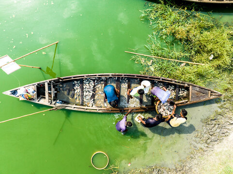 Dhaka, Bangladesh - 01 May 2024: Aerial view of fishermen working in a wooden boat filled with fresh fish on the green water of a river in Dhaka, Bangladesh.