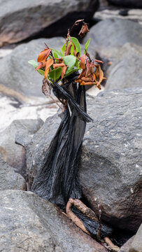 Mangrove plant covered in ocean plastic on rocky coastal environment of tropical island in Fiji, South Pacific