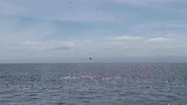kite surfing in the sea