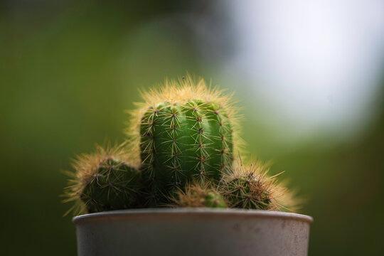 Close-up of Small Green Cactus in Pot with Natural Bokeh. cactus growing in pot, featuring soft sunlight and  lush green bokeh background.